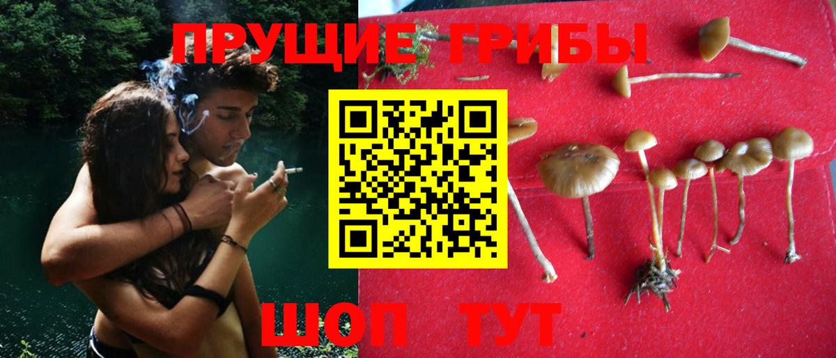 Псилоцибиновые грибы Cubensis  купить наркотики сайты  Псилоцибиновые грибы MAGIC MUSHROOMS  Дятьково  Вход с VPN 